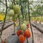 WhatsApp Image 2024-01-05 at 16.56.13